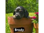 Brody