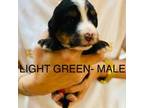 Mr. Light-Green