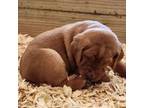 Labrador Retriever Puppy for sale in Rochester, MN, USA