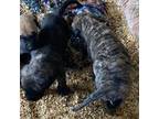 Great Dane Puppy for sale in Caryville, FL, USA