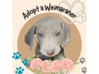 Weimaraner Puppy for sale in Helotes, TX, USA