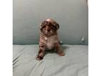 Mutt Puppy for sale in Galatia, IL, USA