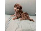 Mutt Puppy for sale in Galatia, IL, USA
