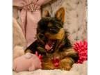 Yorkshire Terrier Puppy for sale in Millington, MI, USA