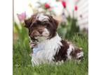 Havanese Puppy for sale in Fresno, OH, USA