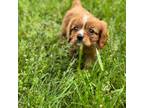 Cavalier King Charles Spaniel Puppy for sale in Cabool, MO, USA