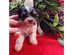 Yorkshire Terrier Puppy for sale in Elma, WA, USA