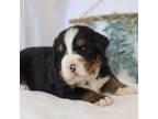 Bernese Mountain Dog Puppy for sale in Carlock, IL, USA