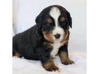 Bernese Mountain Dog Puppy for sale in Carlock, IL, USA