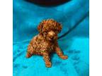 Poodle (Toy) Puppy for sale in Okmulgee, OK, USA