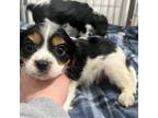 Cavalier King Charles Spaniel Puppy for sale in Hixson, TN, USA