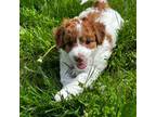 Mutt Puppy for sale in Harwinton, CT, USA