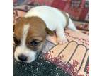 Parson Russell Terrier Puppy for sale in Hillsborough, NC, USA