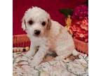 Poodle (Toy) Puppy for sale in Reddick, FL, USA