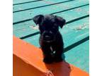Scottish Terrier Puppy for sale in Oswego, IL, USA