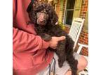 Mutt Puppy for sale in Elizabeth City, NC, USA