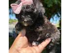 Poodle (Toy) Puppy for sale in Lindsay, CA, USA