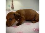 Dachshund Puppy for sale in Apollo Beach, FL, USA