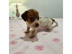 Dachshund Puppy for sale in Apollo Beach, FL, USA