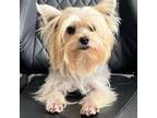 Yorkshire Terrier Puppy for sale in Winder, GA, USA