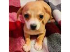 Dachshund Puppy for sale in Macon, GA, USA