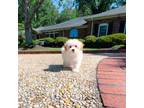 Maltipoo Puppy for sale in Newberry, SC, USA