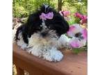 Shih Tzu Puppy for sale in Andrews, NC, USA