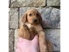Mutt Puppy for sale in Blue Ridge, GA, USA