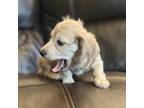 Dachshund Puppy for sale in Central Point, OR, USA