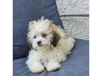 Shih-Poo Puppy for sale in Indianapolis, IN, USA