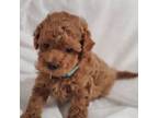 Poodle (Toy) Puppy for sale in Peoria, AZ, USA