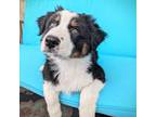 Australian Shepherd Puppy for sale in Homosassa Springs, FL, USA