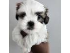 Shih-Poo Puppy for sale in Tempe, AZ, USA