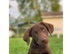 Labrador Retriever Puppy for sale in Lagrange, IN, USA