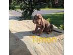 Bloodhound Puppy for sale in Brooklyn, MI, USA