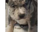 Mutt Puppy for sale in Waynesville, MO, USA