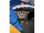 Adopt Ruth a Domestic Shorthair / Mixed cat in Kalamazoo, MI (36671252)