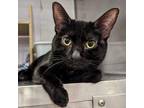Adopt Ersa a Domestic Shorthair cat in Knoxville, TN (38802718)
