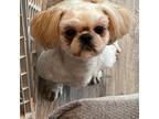 Shih Tzu Puppy for sale in Syracuse, NY, USA