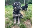 German Shepherd Dog Puppy for sale in Plymouth, MA, USA
