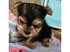 Yorkshire Terrier Puppy for sale in Hernando, FL, USA