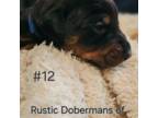 Doberman Pinscher Puppy for sale in Burlington, KY, USA