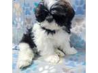 Pekingese Puppy for sale in Kendall, WI, USA
