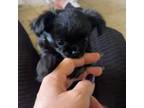 Chihuahua Puppy for sale in Canton, GA, USA