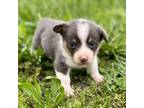 Pembroke Welsh Corgi Puppy for sale in Ava, MO, USA