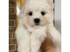 Maltese Puppy for sale in Ville Platte, LA, USA