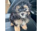 Maltipoo Puppy for sale in Ville Platte, LA, USA