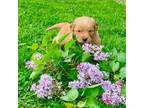Golden Retriever Puppy for sale in Sugarcreek, OH, USA