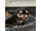 Shih Tzu Puppy for sale in Elgin, SC, USA