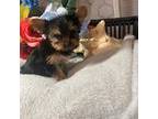 Yorkshire Terrier Puppy for sale in Elgin, SC, USA